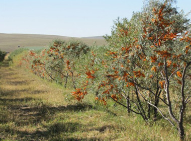 Чацаргана